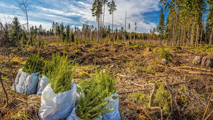 Was tun, wenn´s brennt? So versichert die Gothaer Wälder