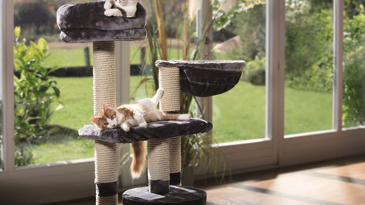 Le bien-être des minous: le 8 août, c'est la "Journée mondiale du chat".