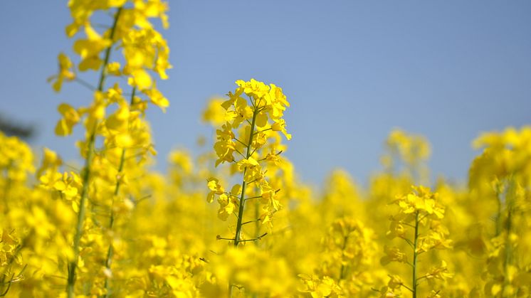 Flera undersökningar visar att inhemskt foderprotein, som t ex raps, fungerar lika bra i mjölkproduktionen som soja,  säger Anders H Gustafsson