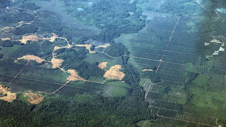 Indonesien, der er verdens største producent af palmeolie, har ryddet enorme skovområder for at give plads til pameolieplantager. Foto af Mongabay.org