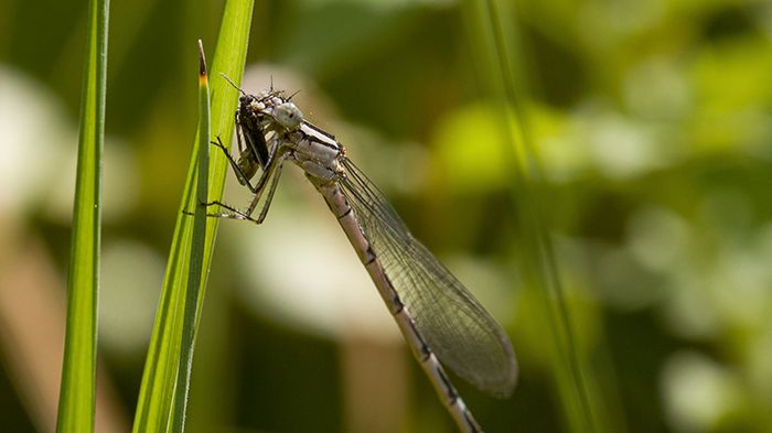 Sjöflicksländan (Enallagma cyathigerum) var en av de fyra arter som forskarna inriktade sig på. Här ser vi en hona gnaga på en skalbagge (Dasytes plumbeus). Foto: Kari Kaunisto