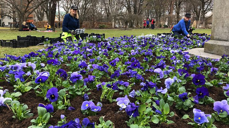 Bild från när vårblommorna planterades ut i Stadsträdgården. Dessa penséer skänks nu bort till Karlstadsborna.