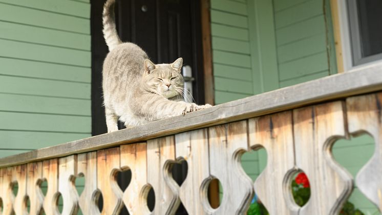 100 000 övergivna katter i Sverige – skaffa inte sommarkatt