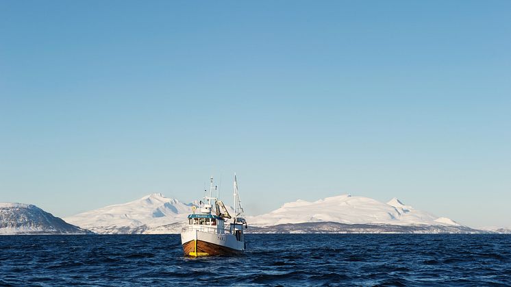 An der nordnorwegischen Küste findet Skrei ideale Bedingungen um zu laichen
