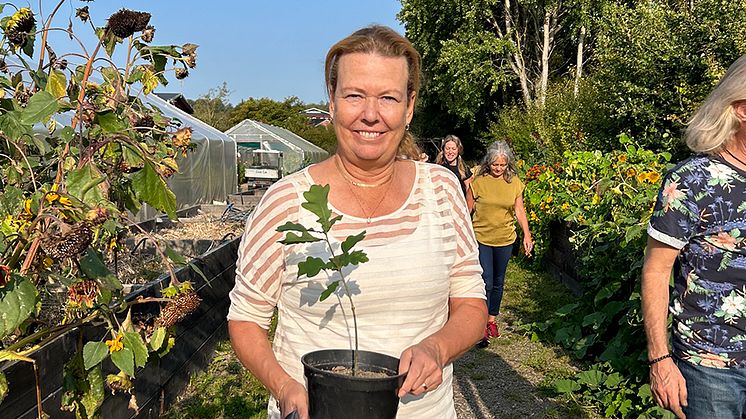 Planting a tree