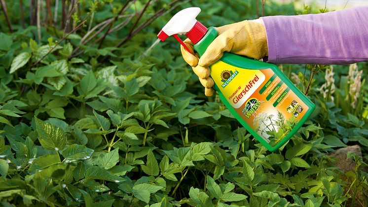 Mit Finalsan AF GierschFrei von Neudorff lassen sich selbst lästige Wurzelunkräuter sofort und langanhaltend im Garten zuverlässig bekämpfen - ohne Glyphosat!