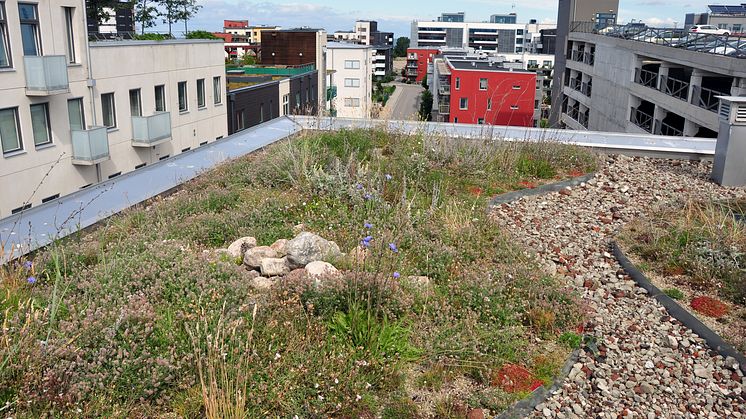 Vegetation på tak, s.k. gröna tak, är ett sätt att hantera dagvatten direkt där det faller, samtidigt som man kan få andra ekosystemtjänster såsom biologisk mångfald. Foto: Tobias Emilsson