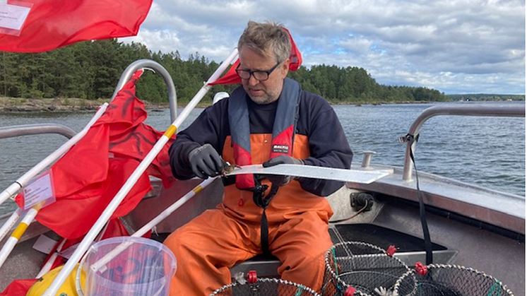 Den här veckan provfiskar Länsstyrelsen kräftor i Vänern, både på enskilt och allmänt vatten. Efter att vi har räknat och mätt dem sätter vi tillbaks kräftorna på samma plats, utom de som skickas för PFAS-analys. Foto: David Berger, Länsstyrelsen..