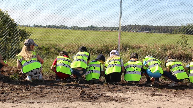 Förskolan Lunden planterar solrosfrön intill Åbro Bryggeris solcellspark