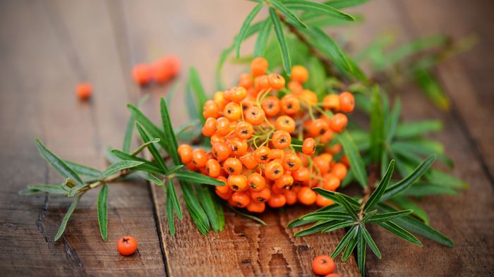 Das aus den Sanddornbeeren gewonnene Öl ist reich an Vitaminen, Spurenelementen, ungesättigten Fettsäuren und weiteren wertvollen Pflanzenstoffen. Bild: Printemps | stock.adobe.com