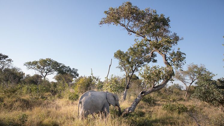 Elefanter kan öka kolinlagringen genom att sprida frön från träd med hög kolhalt och öka produktionen av död ved. Foto: Susanna Bergström, SLU