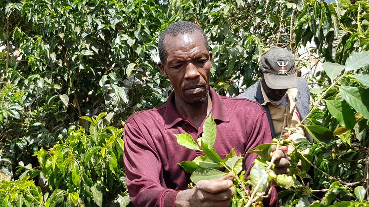 Kaffehøsten I Brasilien, der står for 40 procent af verdens kaffeproduktion, er hårdt ramt af både frost og tørke. Det giver udfordringer på verdensplan, men også nye muligheder, mener Peter Larsen Kaffe.