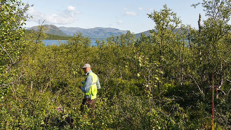 Inventering av en av Riksskogstaxeringens provytor i fjällbjörkskog. Foto: Sören Wulff, SLU