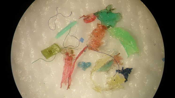 Plast från Östersjön i mikroskop