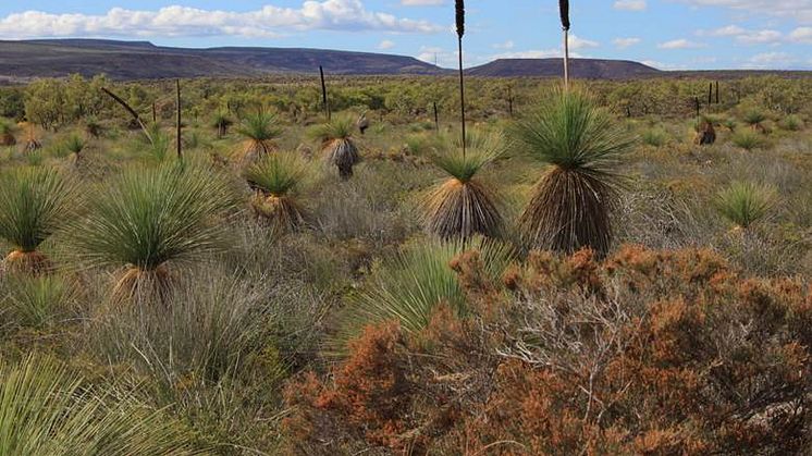 Jord samlades in från fältförsök i de extremt artrika buskmarkerna som kallas kwongan nära Lesueur National Park, Western Australia. Foto: Etienne Laliberté och Graham Zemunik.