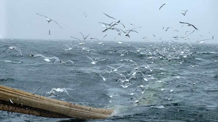 Silakan ja kilohailin troolikalastusta Itämerellä