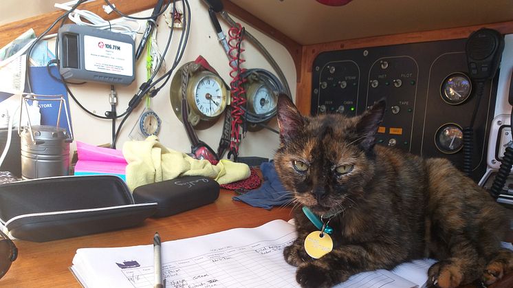 Hi-res image - Ocean Signal - Nigel Fox's cat, Stinky, was found safe and well onboard when the yacht was retrieved 30 hours later