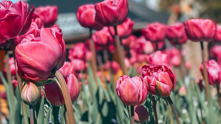 Over 100.000 forårsblomster vil pryde Tivoli Friheden til maj