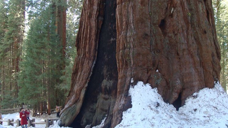 Verdens største nulevende træ hedder General Sherman og står i Sequoia nationalparken i Californien. Foto: Wikimedia Commons