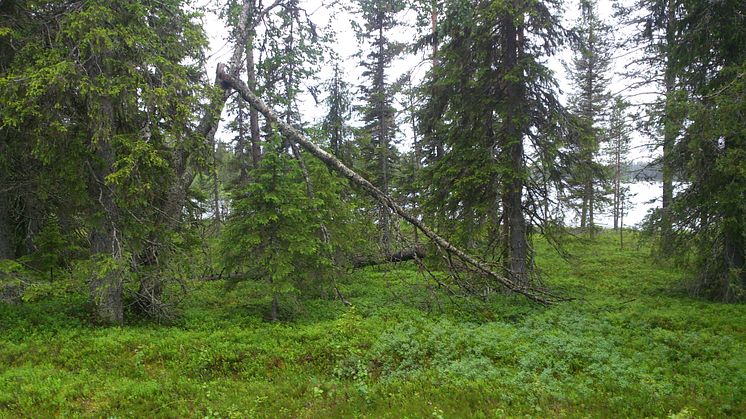 Barrskog från provtagningsplats i Arvidsjaur. Foto: Denis Warshan