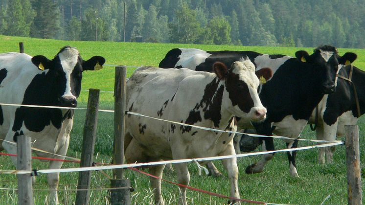 Arla Ingman nostaa maidon tuottajahintaa turvatakseen kotimaisen maidon saatavuuden