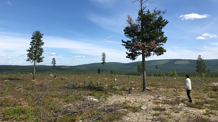 Föryngringsyta svårt sargad av älgbete och törskatesvamp. Föryngringen är cirka 20 år gammal men kommer aldrig ur plantstadiet, pga. älgbete. Det vuxna trädet är angripet av törskate, s.k. törgadd. Tvärbergen, Harads, Norrbotten. Foto: Erik Normark