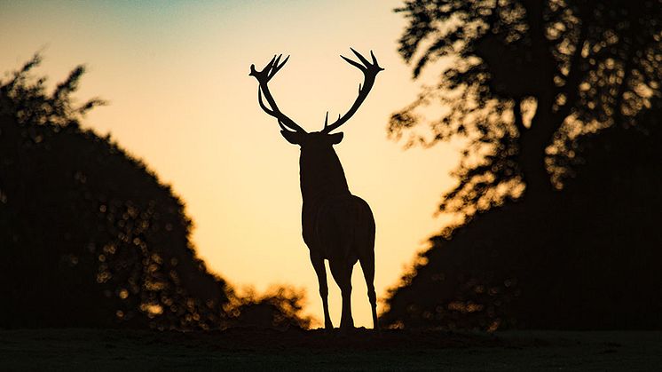 Im April und Mai nehmen Unfälle mit Wildtieren wieder zu. Foto: Diana Parkhouse/unsplash.com