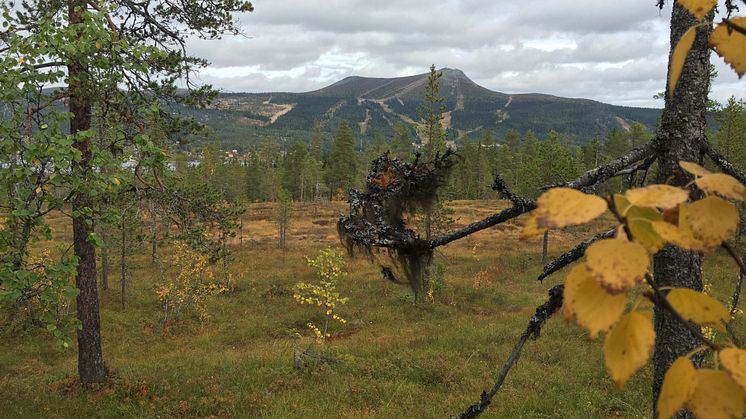 Höstvandring i Lofsdalen