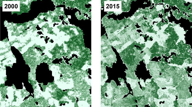 Rasterkarta över trädens totala volym (m3sk/ha) i SLU Skogskarta 2000 respektive 2015. Hög totalvolym representeras av mörkare grön och ljusare nyanser visar lägre volymer. Bild Mikael Egberth, SLU