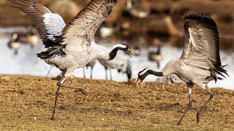 Tranparet bjuder upp vid Trandansen, Hornborgasjön. Foto: Kent-Ove Hvass