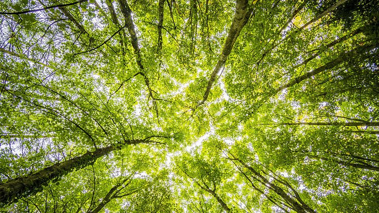 Lendo satsar på klimatet. Foto: Pexels. 