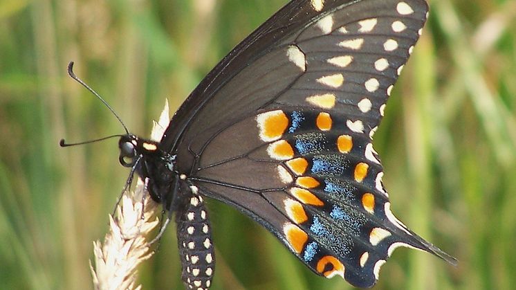 Papilio polyxenes, (c) Frank Model