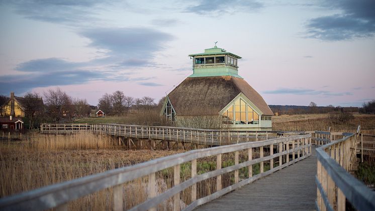 Naturum Hornborgasjön öppnar med vernissage