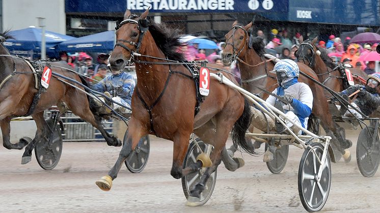 Usain Töll blir den femtonde hästen i Elitloppet sista söndagen i maj. Foto: TR Bild