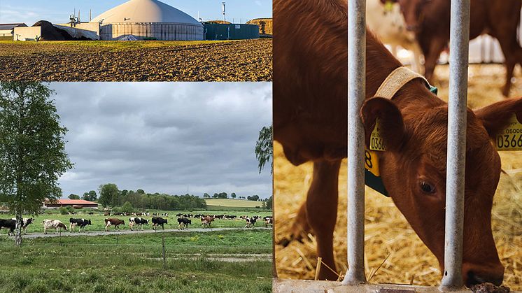 Robusta Gården är projektet som i förlängningen ska säkra energiförsörjningen på gårdar vid en eventuell kris