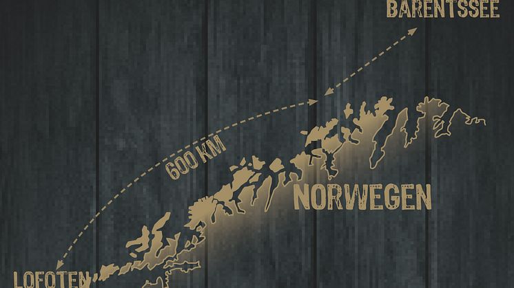 Der Skrei schwimmt jedes Jahr ganze 1.000 Kilometer von der eisigen arktischen Barentssee bis zu den etwas wärmeren Küstengewässern rund um die nordnorwegischen Lofoten-Inseln, um zu laichen.