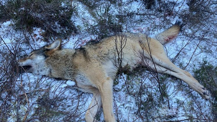 En av tisdagens fyra skjutna vargar i Ripelångenreviret. Foto: Länsstyrelsen i Västra Götaland