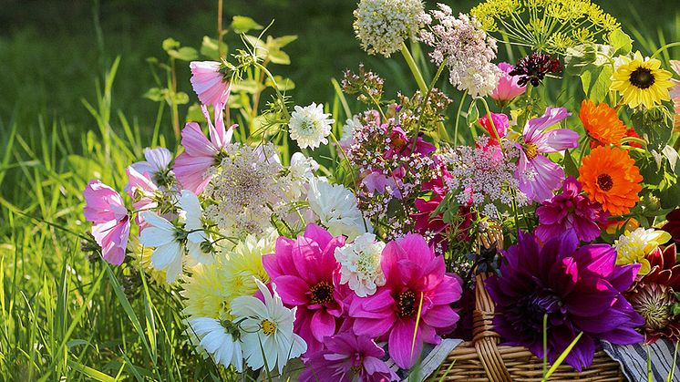 Genom vackra bilder på Instagram når de svenska blomsterbönderna både kunder och varandra på ett engagerande och effektivt sätt. Foto: Rebecca Thörning, SLU