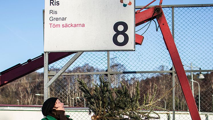 När julen är över ska julgran och annat julavfall återvinnas. Men den största miljöinsatsen görs innan jul - genom att förebygga att avfall uppstår. Foto: Johanna Montell