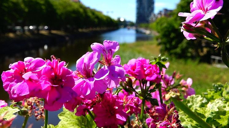 Sensorer fick blommorna att klara sommarhettan  