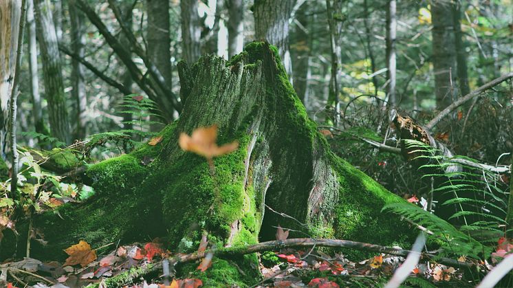 Nekades tillstånd att avverka skog – får 18 miljoner kronor i ersättning 