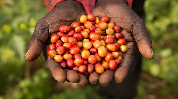 Kaffe är en av de råvaror som är särskilt utsatta för klimatförändringarna. Fairtrade Carbon  Credits har tagits fram tillsammans med Gold Standard, som är en av de ledande organisationerna som jobbar med koldioxidkrediter och hållbar utveckling. 