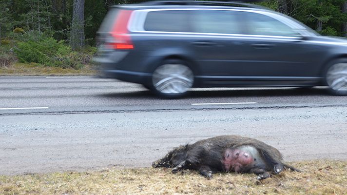 Ökad risk för olyckor med vilt