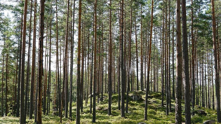 Genom ett aktivt skogsbruk med gallringar och föryngringar, kan vi både öka virkesproduktionen, energi från biomassa och binda mer kol från atmosfären. Foto: Pixabay