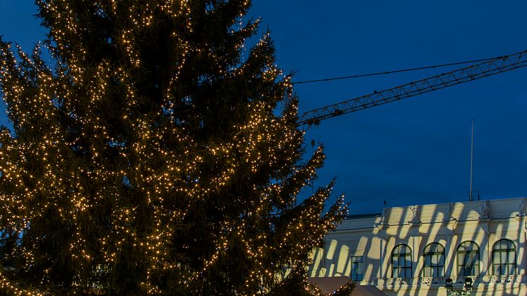 Förra årets julgran på Gustaf Adolfs torg. Foto: Peter Svensson