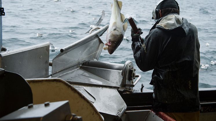 Torskefiske / Cod fishing in Norway