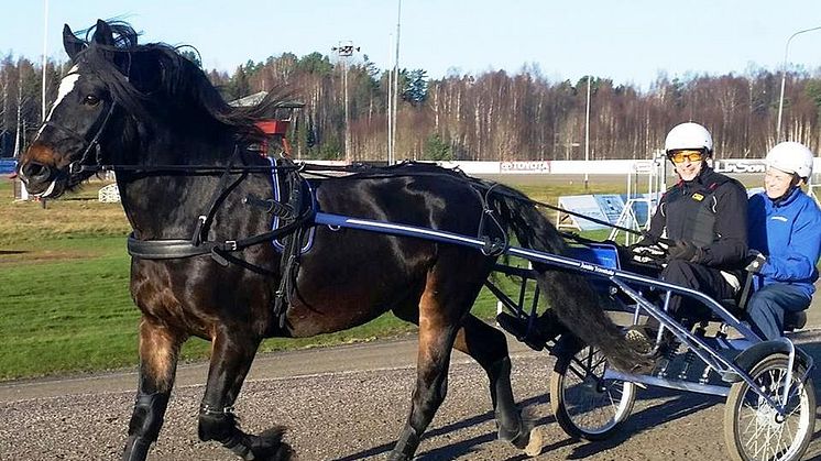 Pröva köra travhäst? Åmåls travskola lovar en hästnära upplevelse i sina prova-på-kurser. Foto: Åmåls travskola.