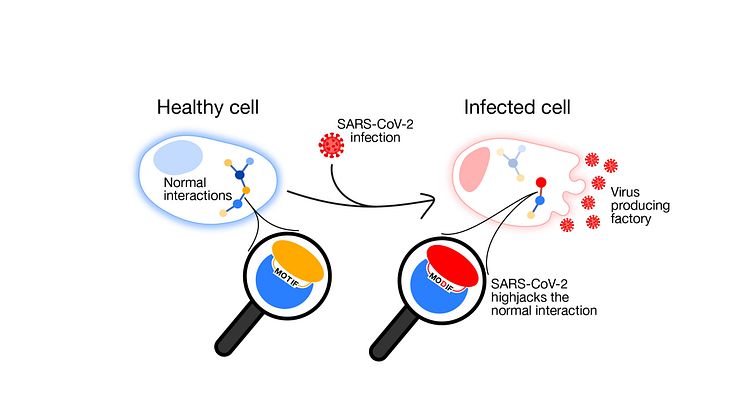 Blockering hämmar SARS-CoV-2-infektion av humanceller