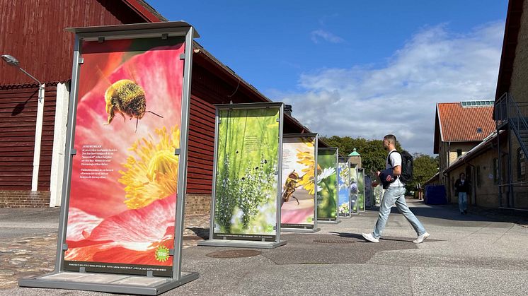 Lena Granefelts foto av pollinerande insekter ställs under september ut på campus Alnarp. Foto: Anna Lind Lewin.