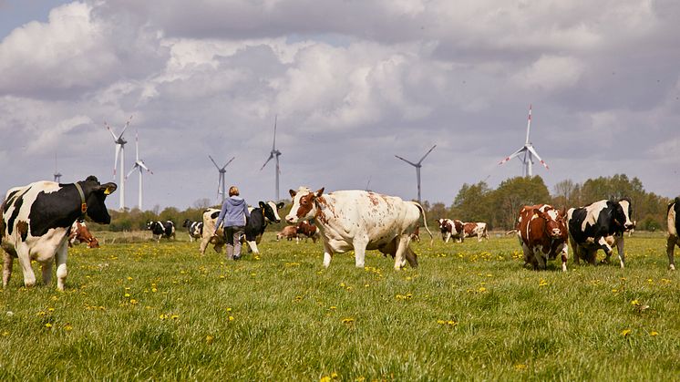 Arla Hof in Schleswig-Holstein, Kühe beim Weidegang